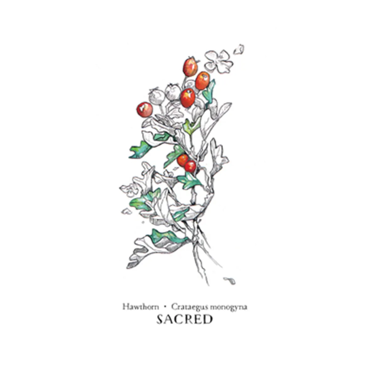 Hedgewitch Botanical Oracle Deck and Book Set By Siolo Thompson