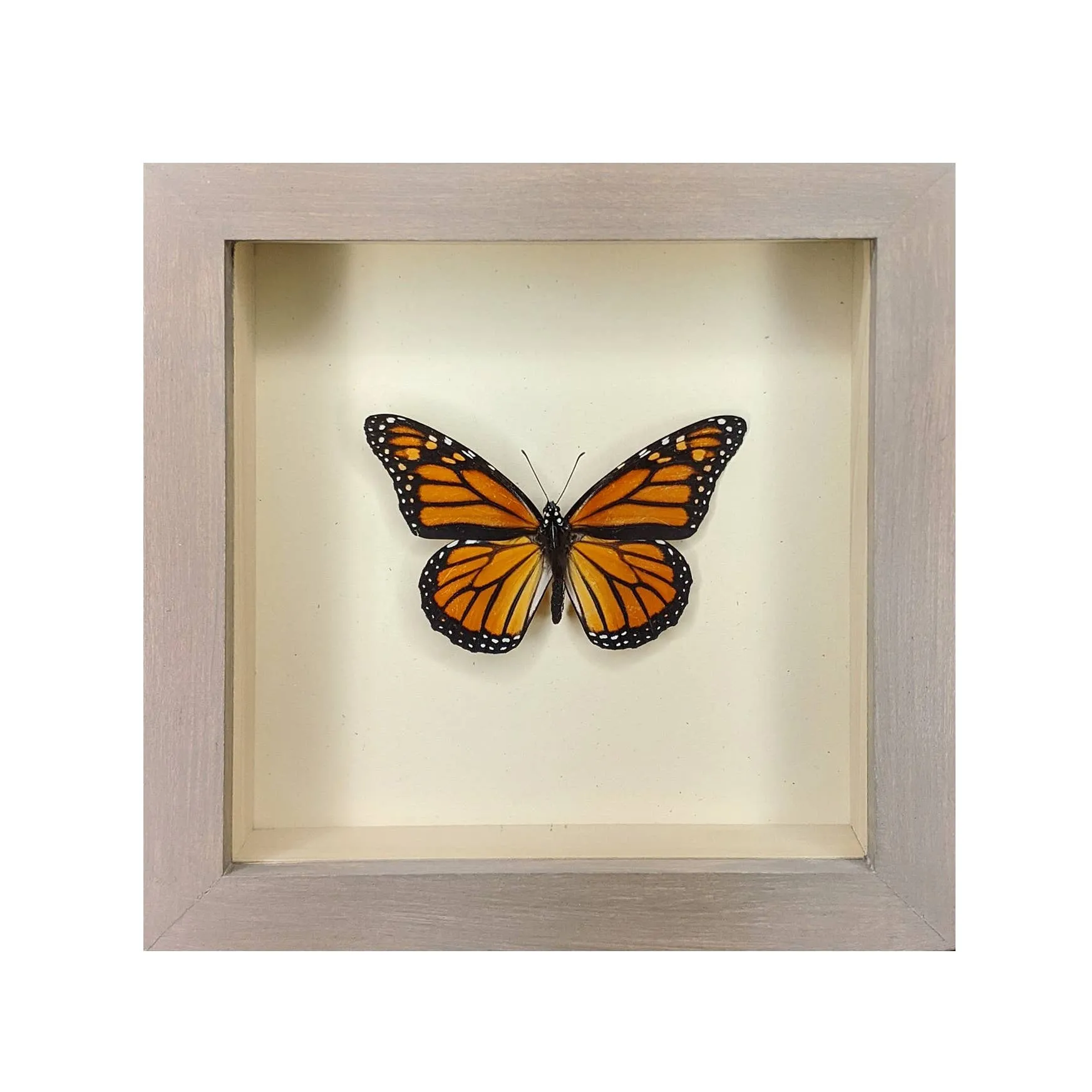 Monarch Butterfly Shadowbox