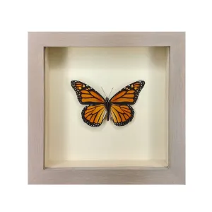 Monarch Butterfly Shadowbox