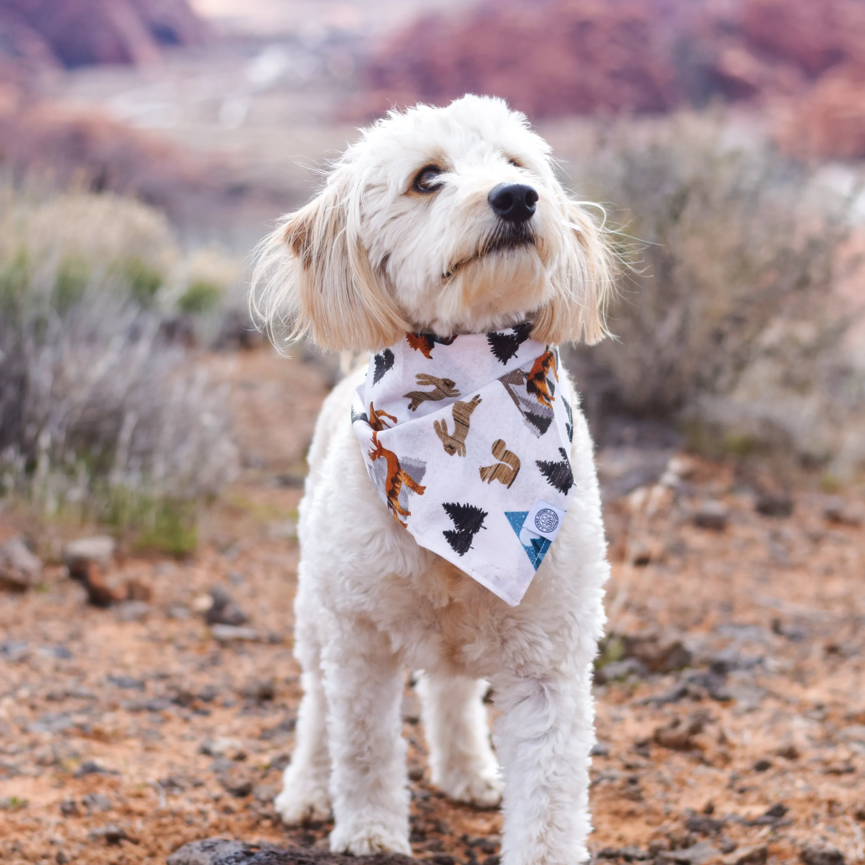 Pet Adventure Kit